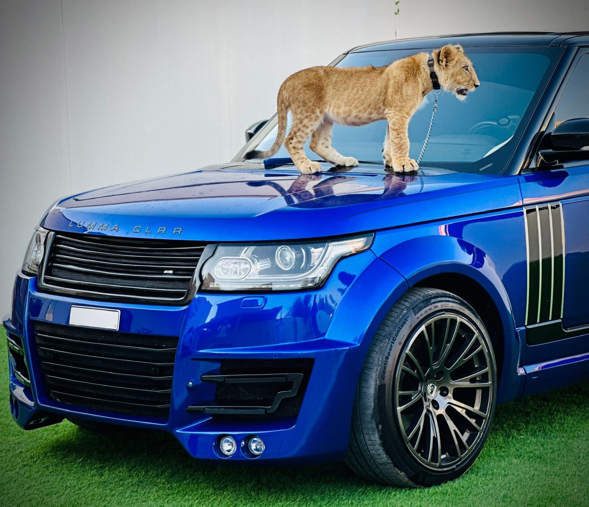 Exotic Pet Encounters in Dubai